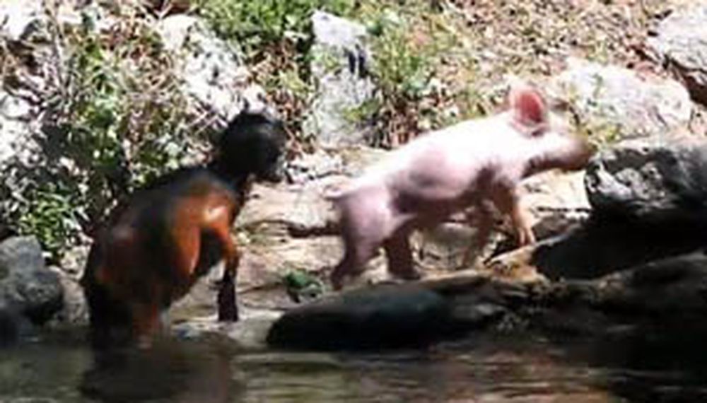 Cerdito valiente
