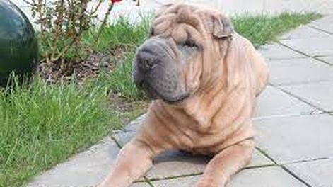 Lo pescaron huyendo con un perro Shar pei robado