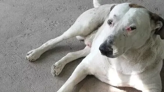 Un barrio conmocionado por un vecino que sorpresivamente mató a un perro