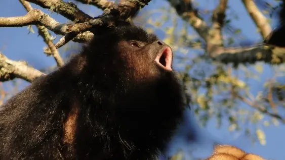 Mono carayá negro y dorado es monumento