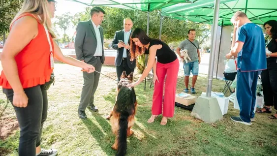 En sólo 3 días lograron esterilizar a 80 mascotas