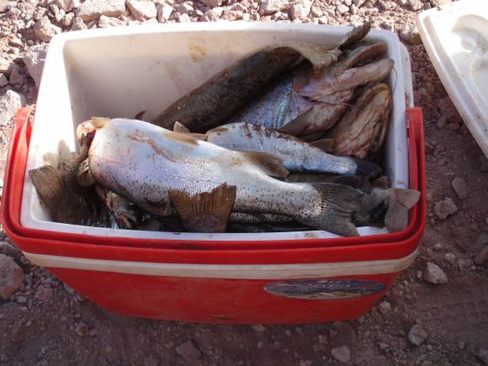 También las multas por pesca ilegal aumentaron en este año