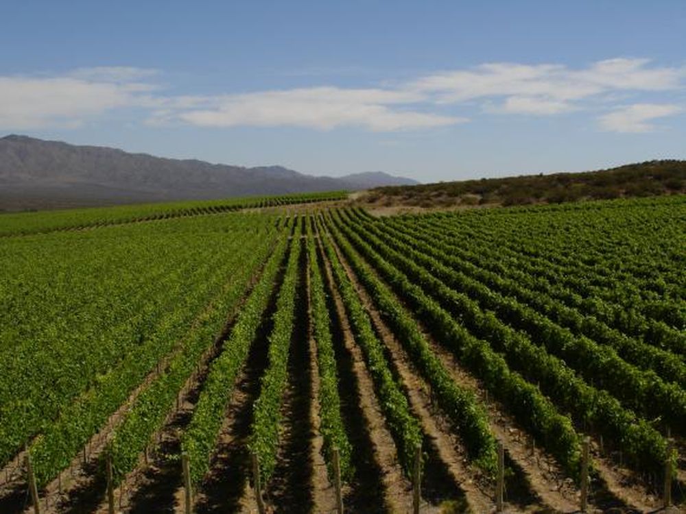 Cambios en la macroeconomía traerá más inversiones en vides