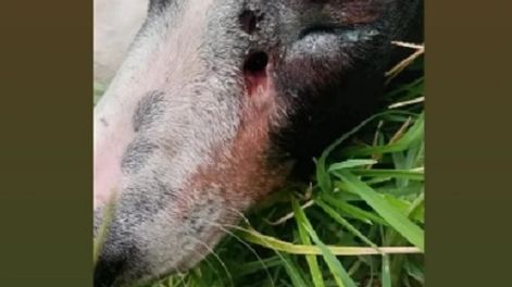 Aberrante: un perro recibió dos balazos, está grave y es el cuarto caso de maltrato animal en dos semanas