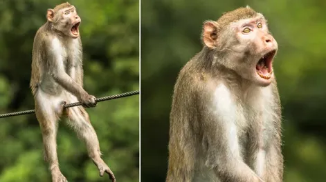 Dieron a conocer al ganador del concurso de las fotos más cómicas de la vida animal
