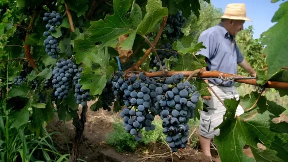Viñateros anticipan más demanda de vinos por los problemas climáticos