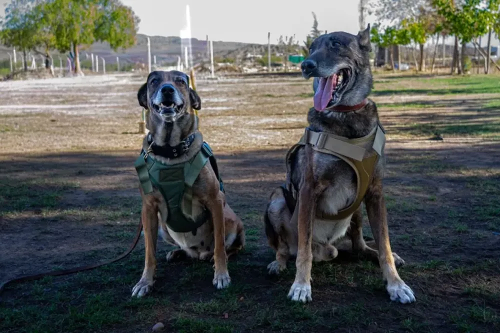 Emotiva despedida en el Servicio Penitenciario: los perros Ankara y Atlas pasaron a retiro tras años de labor