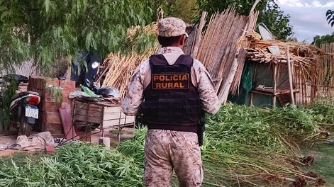 operativo en sarmiento: rescataron 14 aves autoctonas y hallaron un invernadero con 26 plantas de marihuana