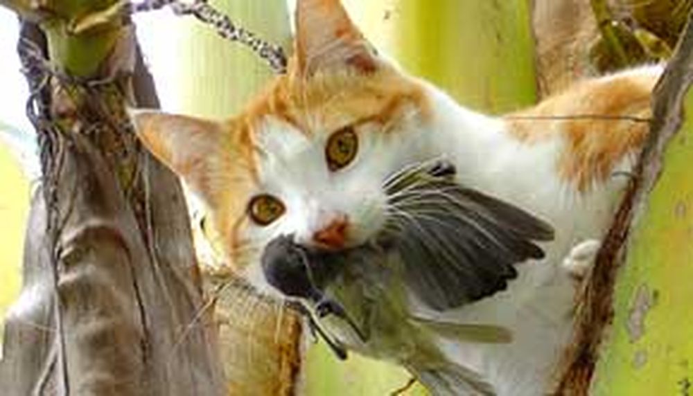 Felinos peligrosos