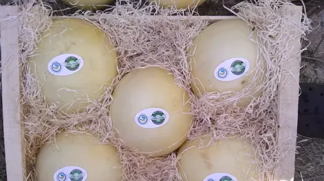 El melón blanco mediagüino y menor tajada de mercado
