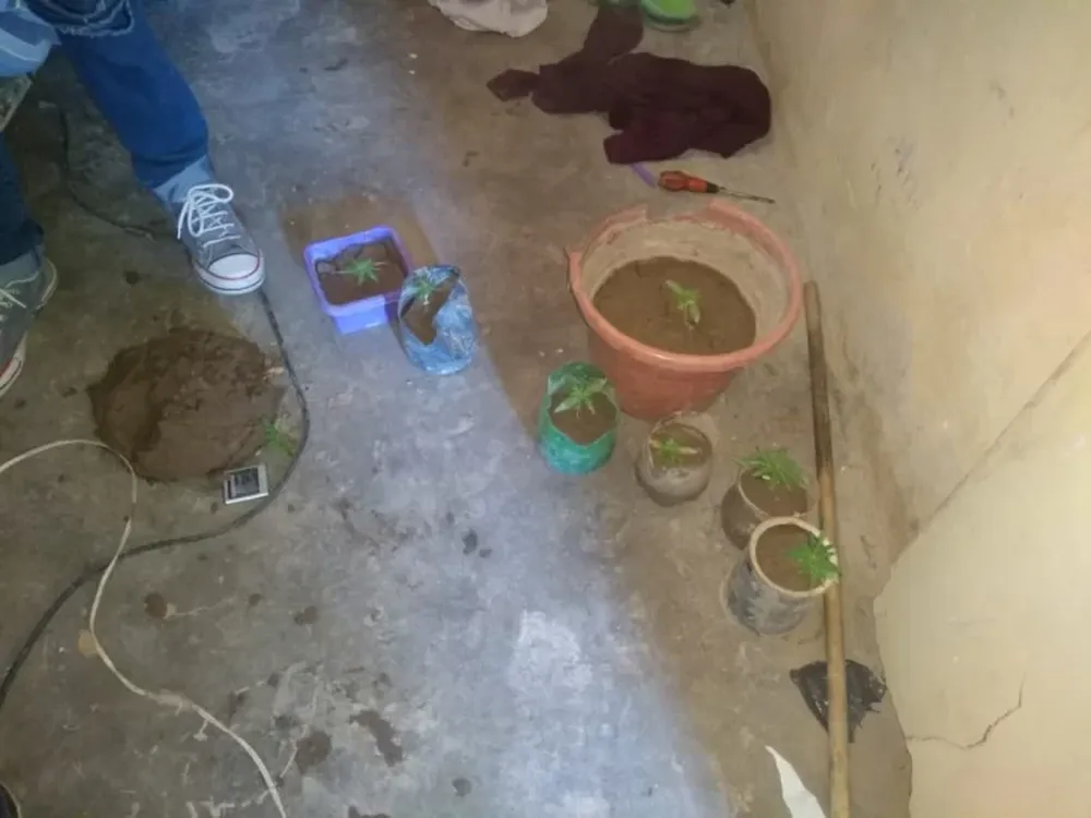 Secuestraron más de 60 plantas de marihuana de una casa de Pocito