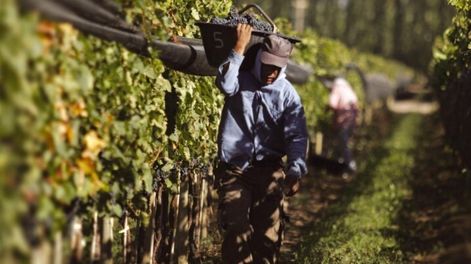 Reforma vitivinícola: Gobierno eliminó 973 normas para simplificar los trámites del sector