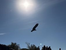 Hoy, tras casi un año de rehabilitación, el cóndor Pachakamaq recuperó su libertad y volvió a volar. Hoy, tras casi un año de rehabilitación, el cóndor Pachakamaq recuperó su libertad y volvió a volar.