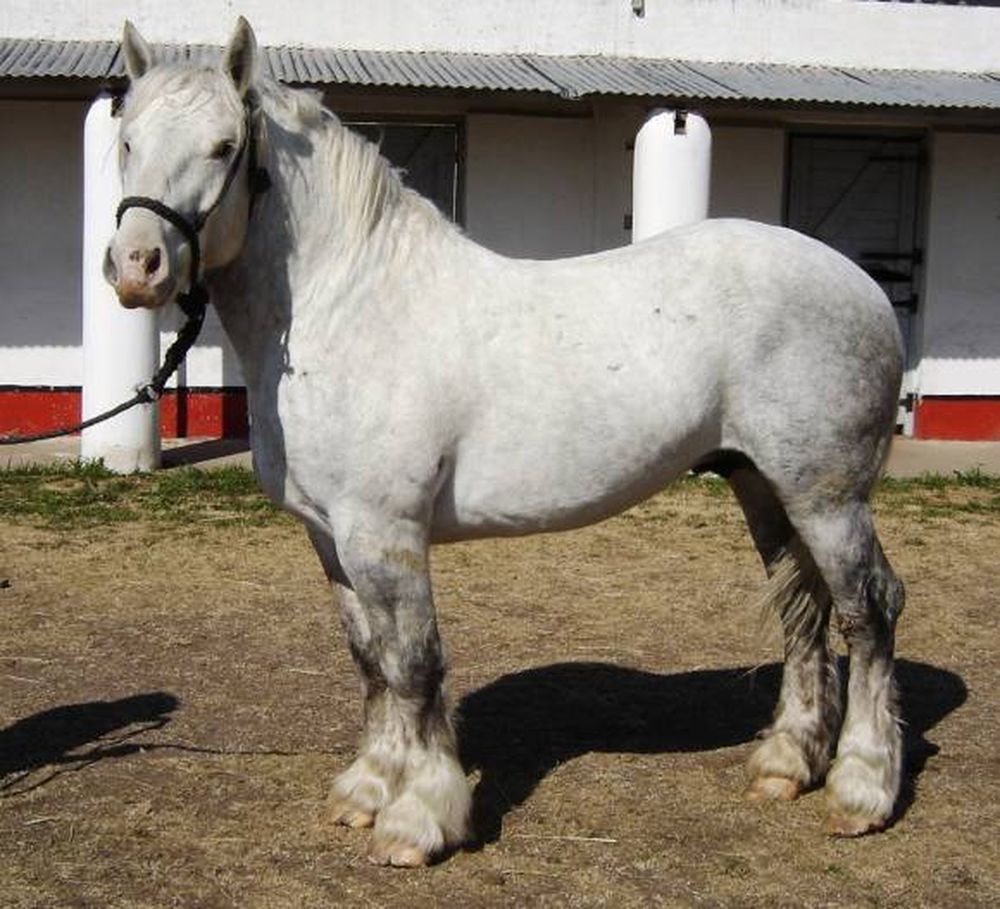 Un caballo de $12.000