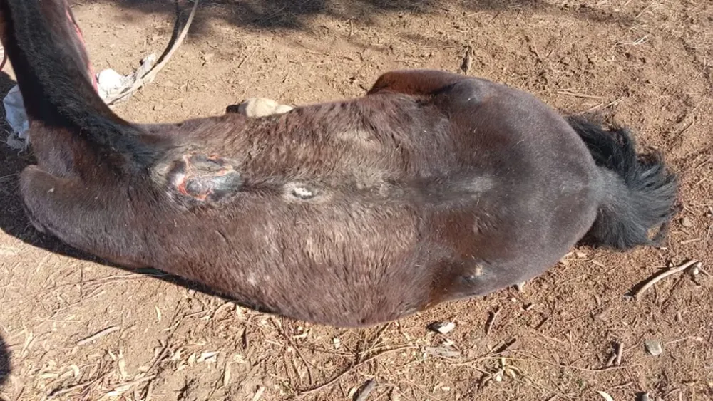 Secuestraron desde aves autóctonas hasta boleadoras y trampas de zorros en un operativo en Sarmiento