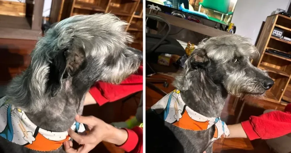 Pidió para su perro el corte de pelo de “Peso Pluma” y sorprendió con el resultado