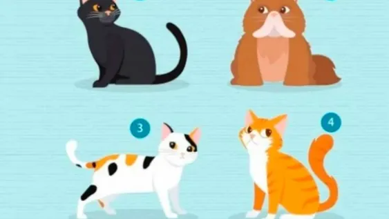 El test viral que te ayuda a descubrir qué buscás en una pareja: “Qué gato elegís?”