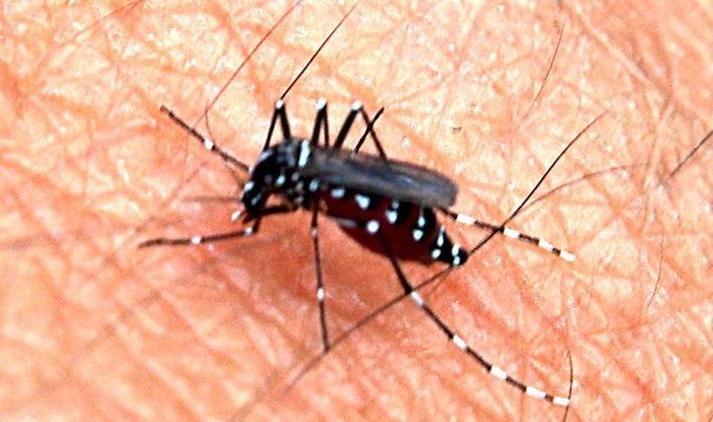 Emiten un alerta epidemiológica por riesgo de propagación de dengue: qué tener en cuenta