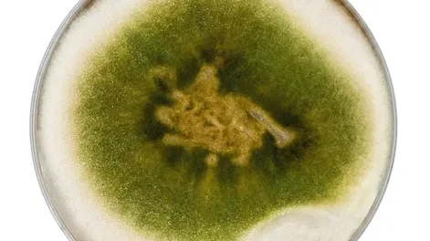 Soluciones biológicas contra el oídio, peronóspora y botrytis