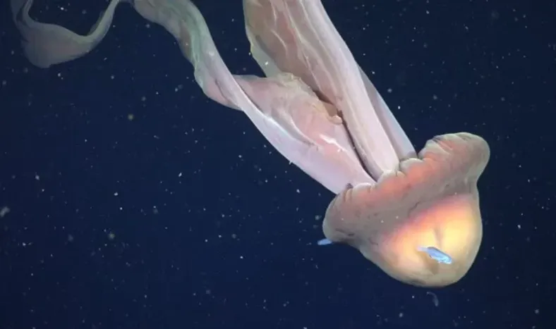 La medusa tiene 11 metros de largo.