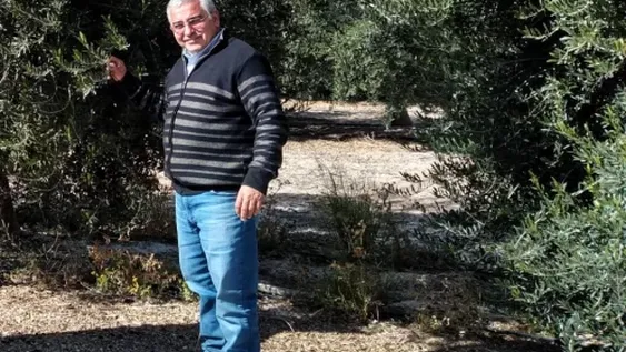Cosecha de aceitunas conserveras, este año, con un 10% más en kilos