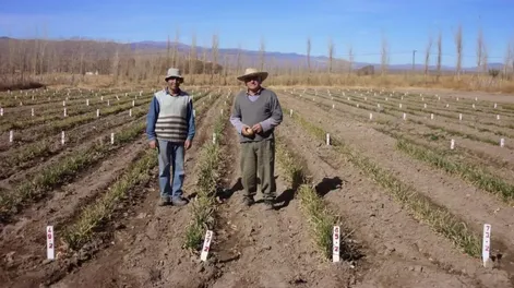 Bodas de Oro en Sarmiento