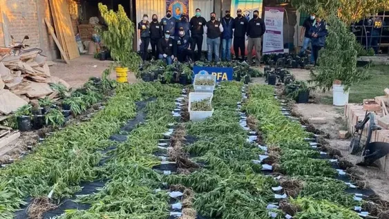 Un joven, su padre, su novia y dos obreros, castigados por el mayor cultivo de marihuana