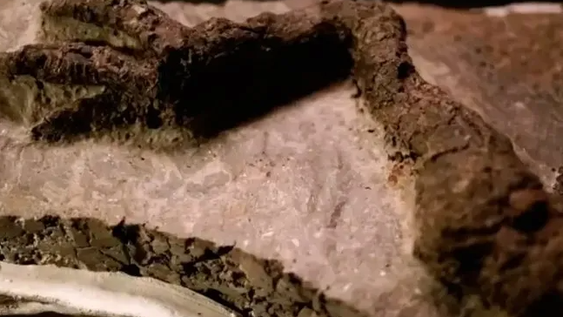 Descubrieron fósil de dinosaurio vinculado al asteroide que los extinguió