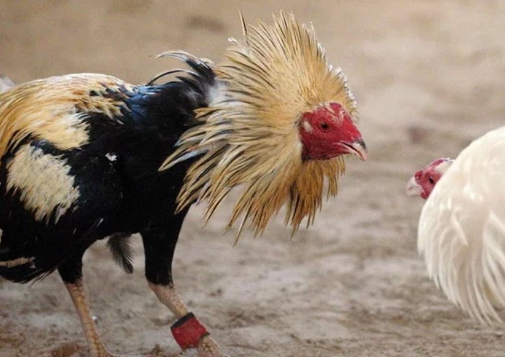 Su propio gallo de riña lo mató cuando lo lleva a una pelea clandestina
