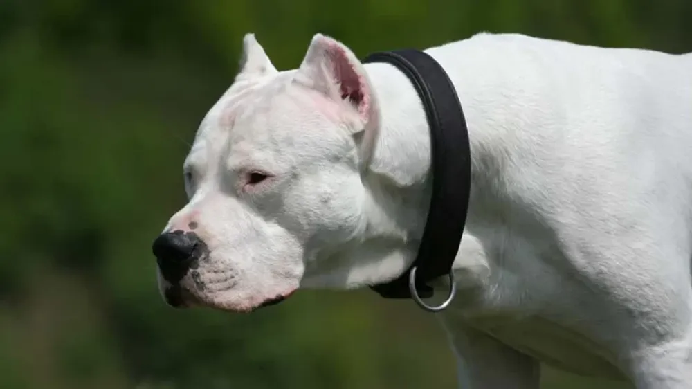 Ataque de un dogo dejó a un hombre hospitalizado en una vivienda de Rivadavia