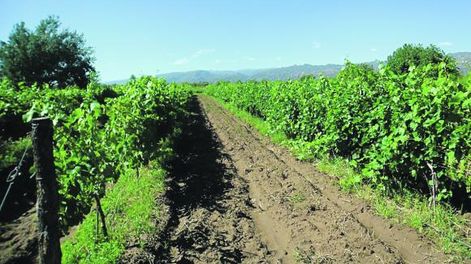 Ischigualasto tracciona el agro y la industria vallista