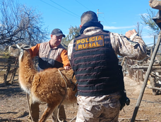 Guanaco.
