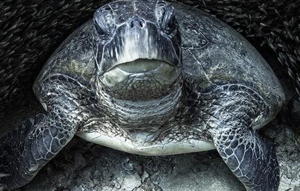 Las imágenes ganadoras del premio “Ocean Photography 2021”