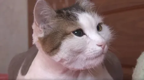 [VIDEO] Un gato salvó a su dueña de morir en un incendio mientras dormía