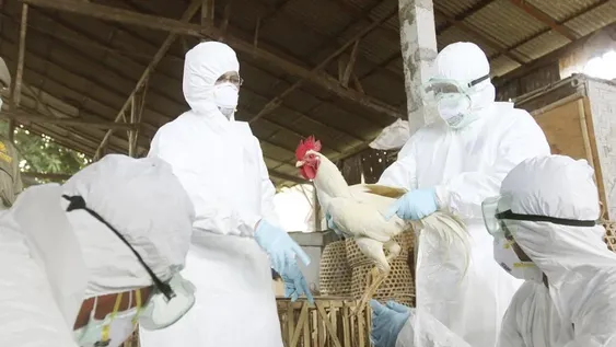 Alerta por detección de un caso de transmisión de una nueva cepa de gripe aviar a humanos