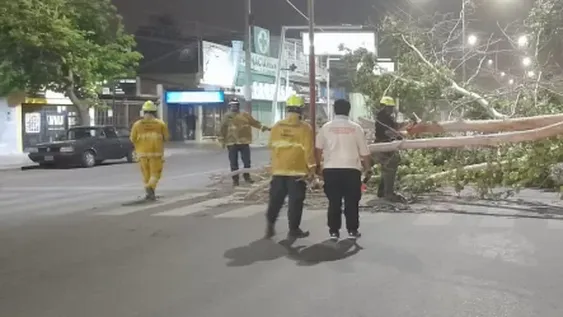Trabajaron hasta 5 horas para levantar las ramas y árboles que tiró el ventarrón