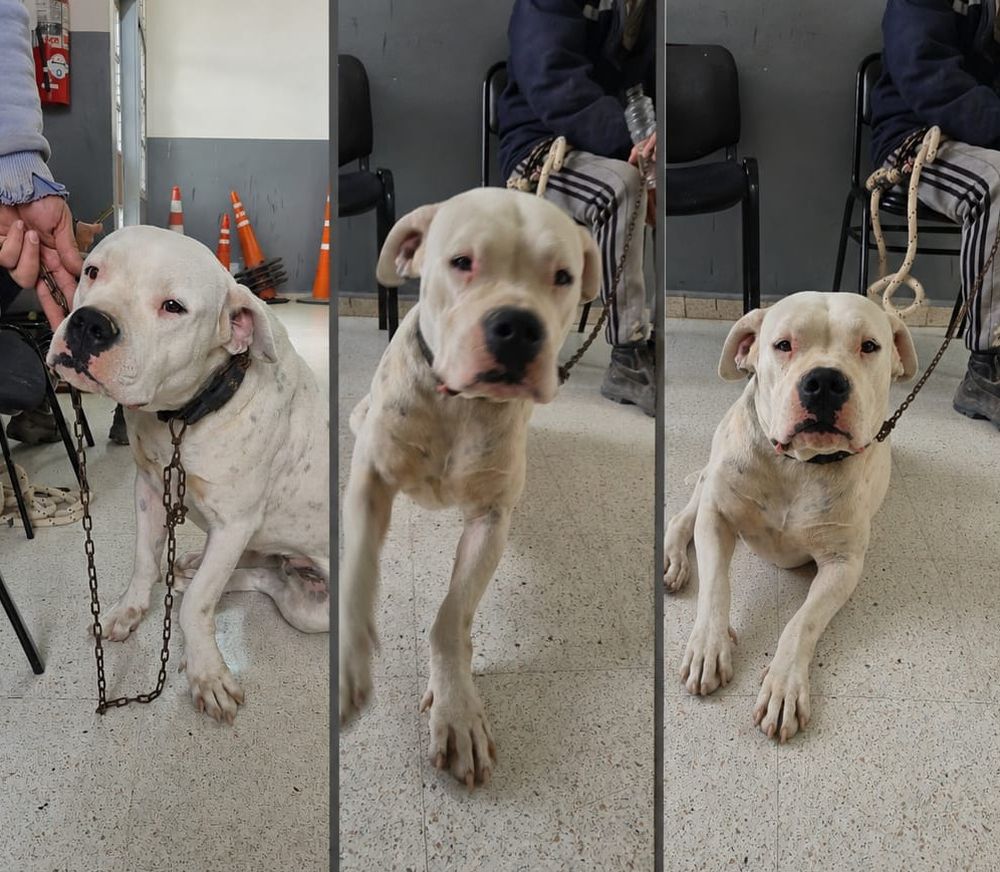 El perro Dogo que recuperado en 9 de Julio.&nbsp;