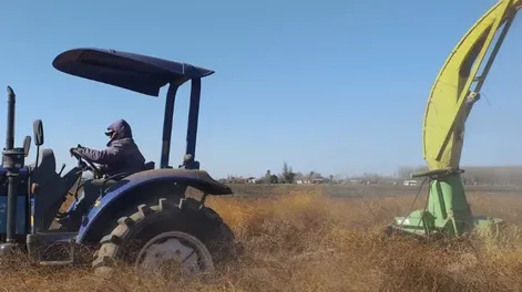 Jornada sobre corte y procesado de las ramas de los espárragos