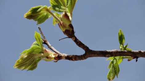Brotes de esperanza