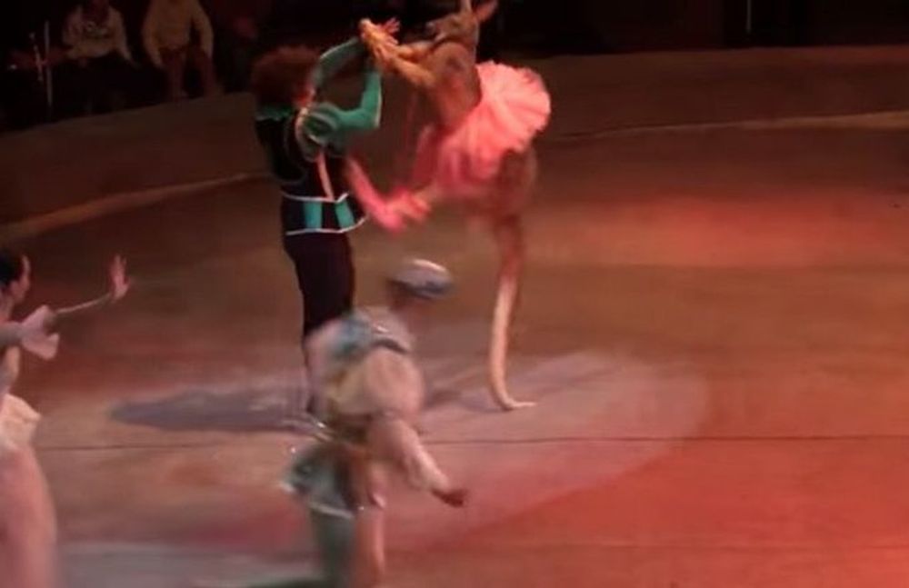 Repudio a un circo que le puso un tutú a un caguro y lo hizo bailar