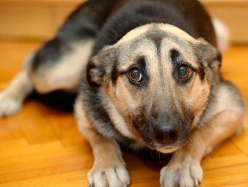 Cómo cuidar a las mascotas de la pirotecnia durante las Fiestas