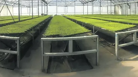 Tareas del Clúster de Semillas Hortícolas de nuestra provincia