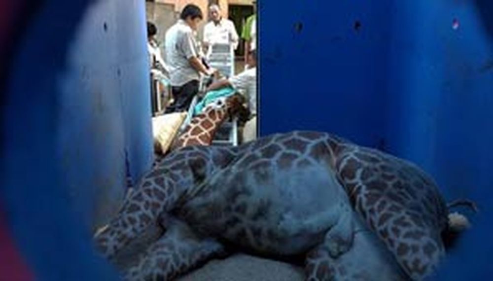 Escándalo en un zoológico por una jirafa que murió de ansiedad