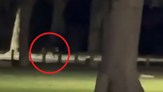 [video] puma suelto en rivadavia: crece la preocupacion cerca del autodromo