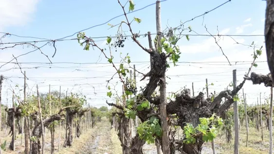 Daños urbanos y en cultivos de 6 departamentos por la tormenta