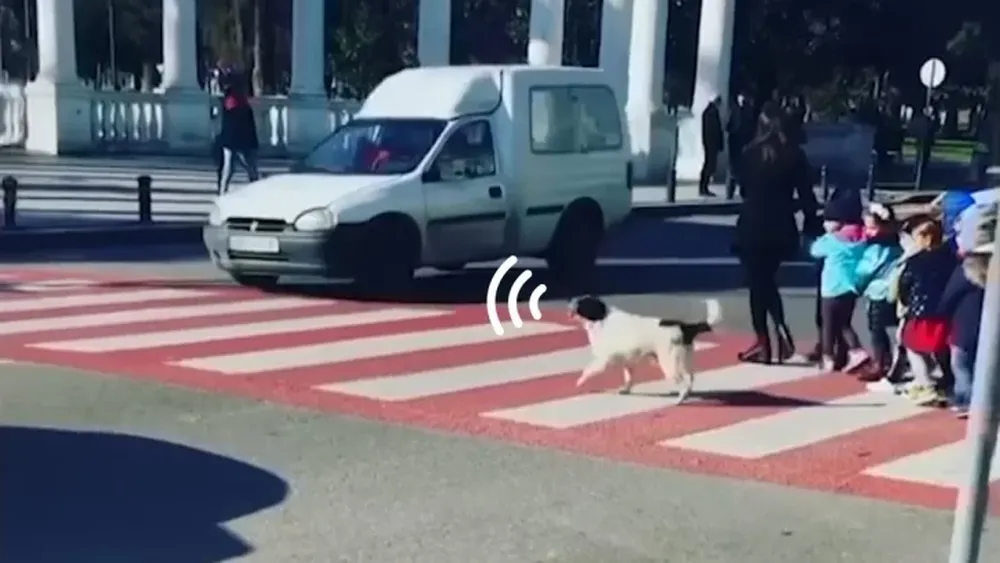 [VIDEO] Un perro callejero ayudó a un grupo de niños a pasar por un cruce peatonal