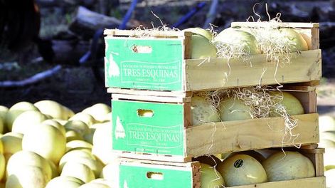 Más superficie y menores rindes para el melón de Media Agua