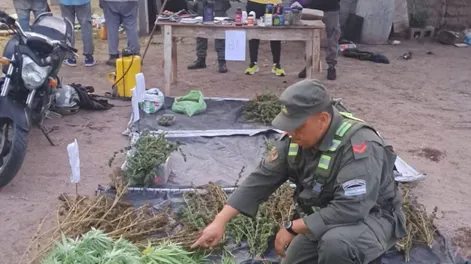 Múltiples allanamientos en San Juan permitieron secuestrar más de 200 plantas de marihuana