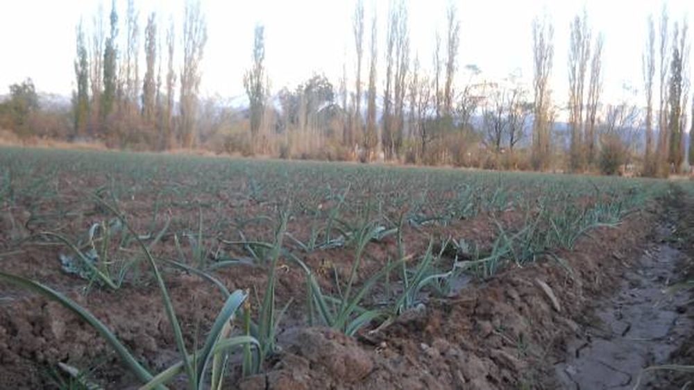 Se sembró un 40% menos de ajo blanco en Calingasta