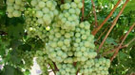 Firma de EEUU liberará nuevas variedades de uva en Chile